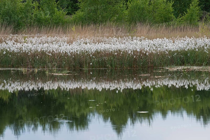 Common cottongrass