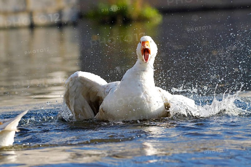 Domestic goose
