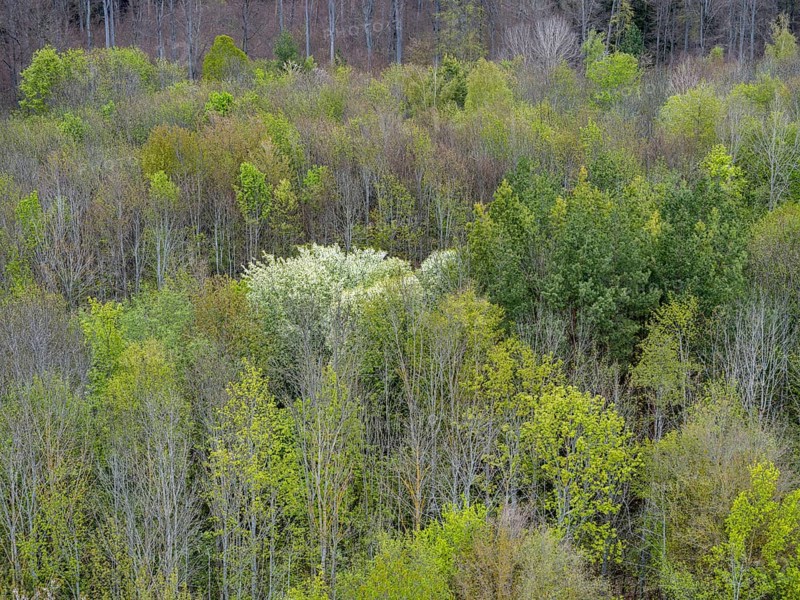 Baeume im Naturpark Schoenbuch bei Herrenberg