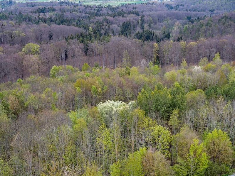 Baeume im Naturpark Schoenbuch bei Herrenberg