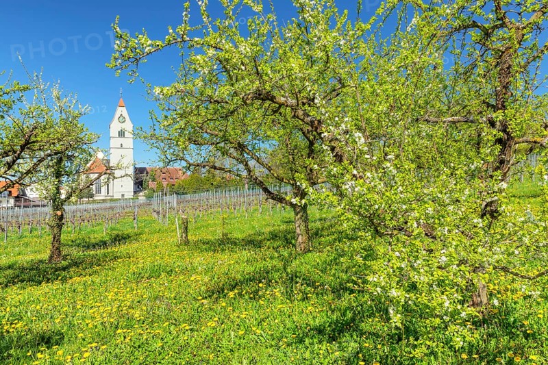Fruit tree blossom in spring
