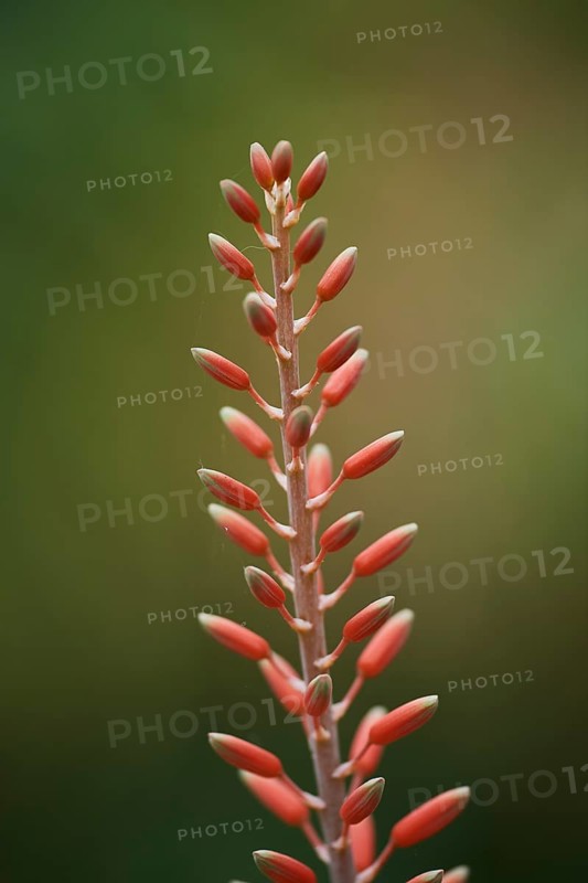 Hard aloe