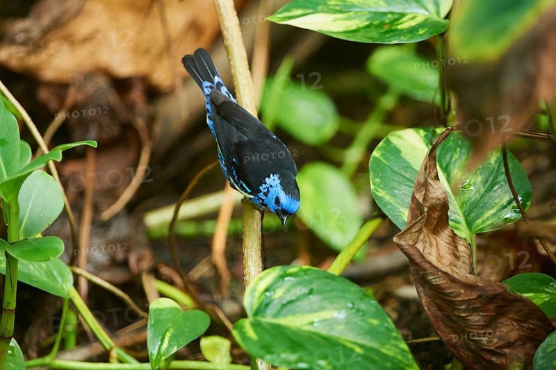 Turquoise tanager