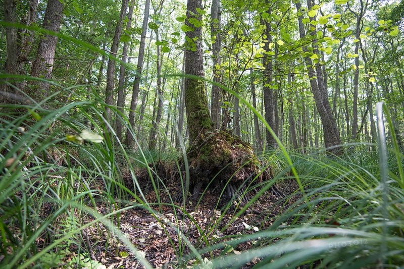 Mixed beech forest