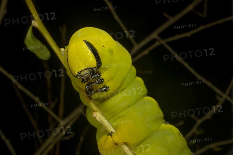 Larva