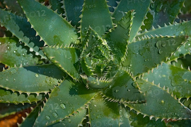 Short-leaved aloe