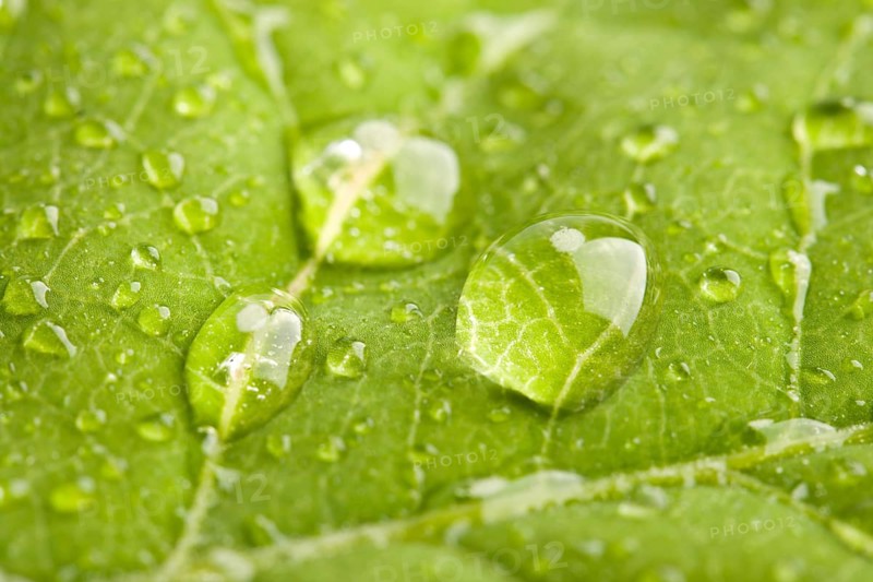 Green leaf with three big water droplets macro