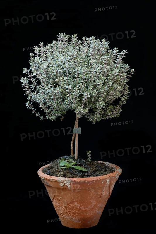 Thymian