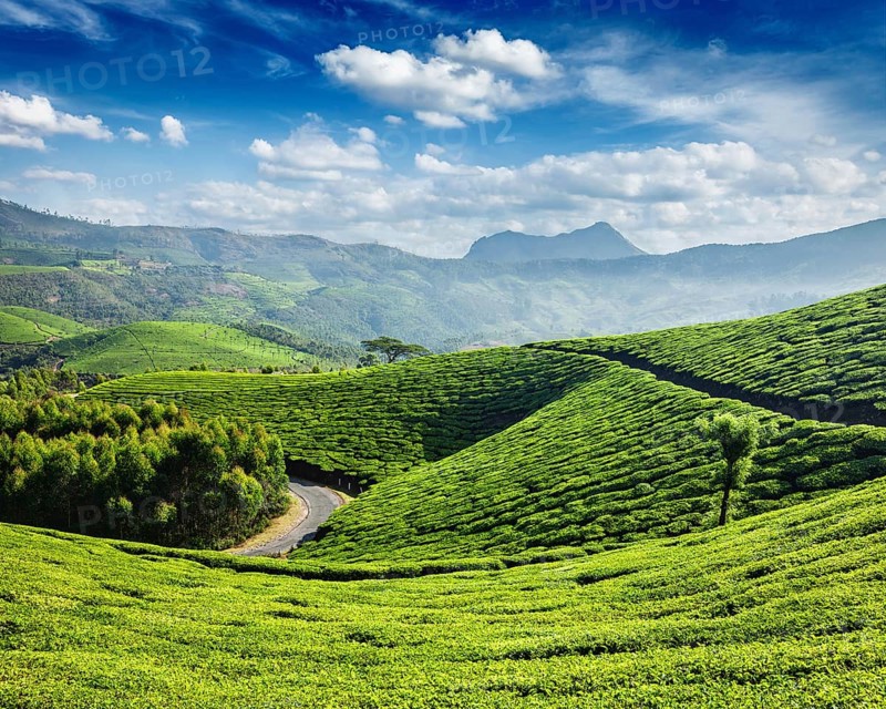 Green tea plantations in the morning