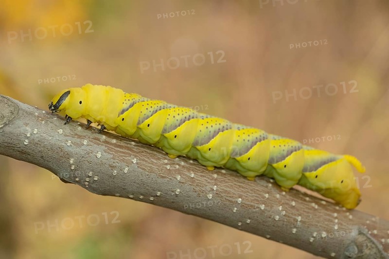 Larva