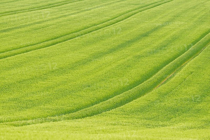 View over a grain field