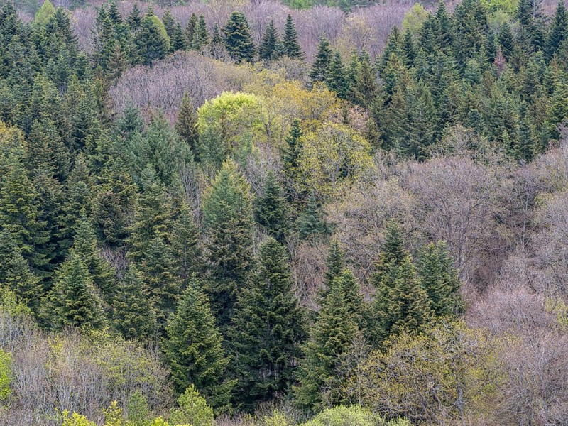 Baeume im Naturpark Schoenbuch bei Herrenberg