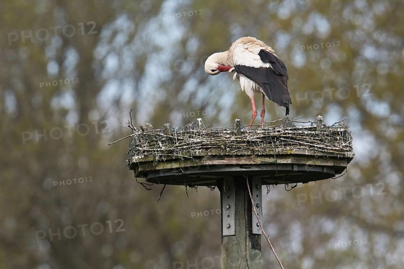 Weissstorch