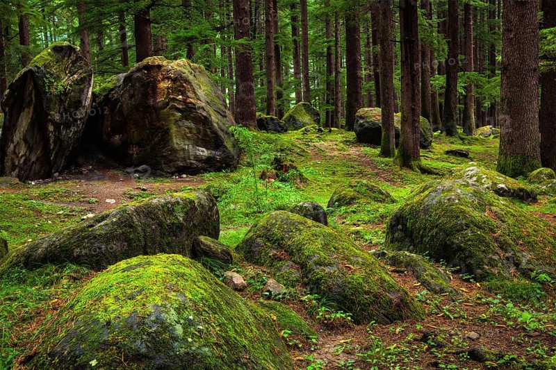Pine forest with rocks. Manali