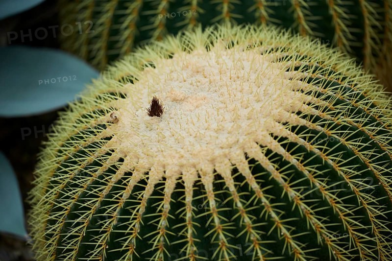 Golden barrel cactus