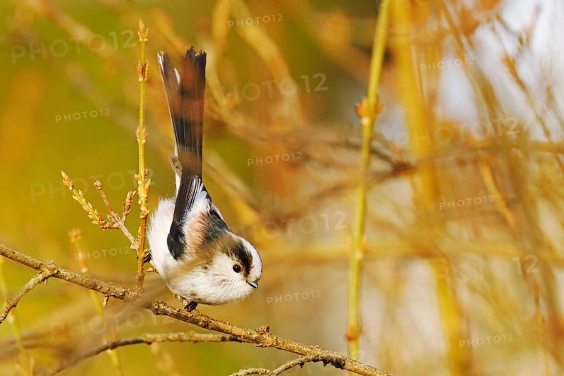 Tail Tit
