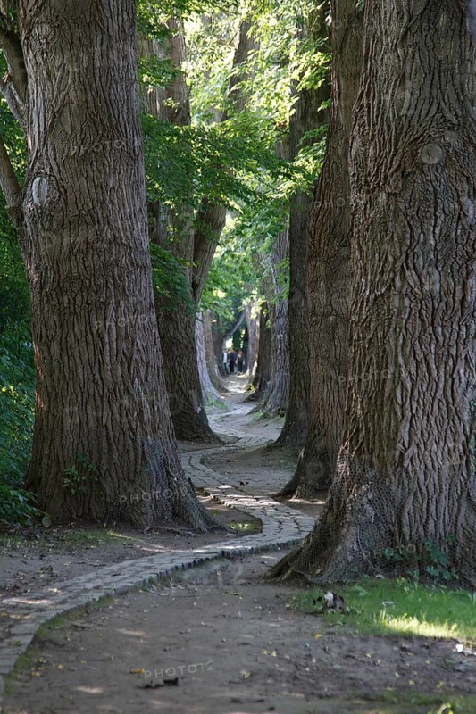 Poplar avenue natural monument on the north side of the Woehrdbad on the Danube island Oberer Woehrd