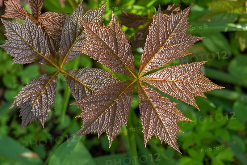 Leaves of show-leaf red