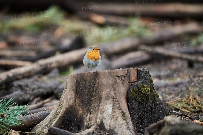 European robin