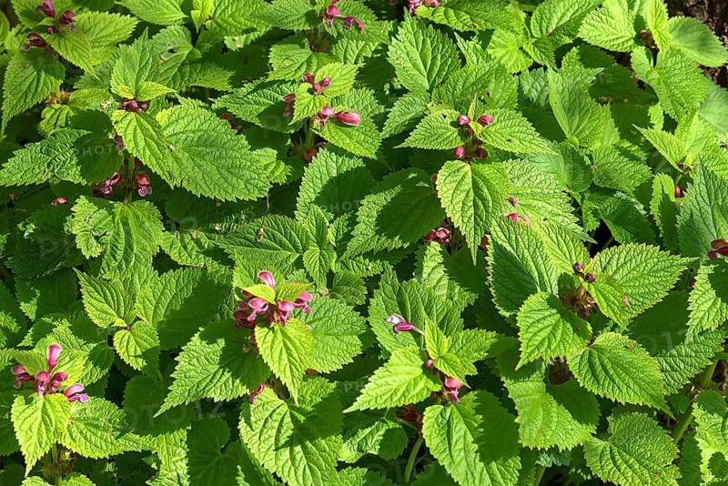 Large-flowered deadnettles