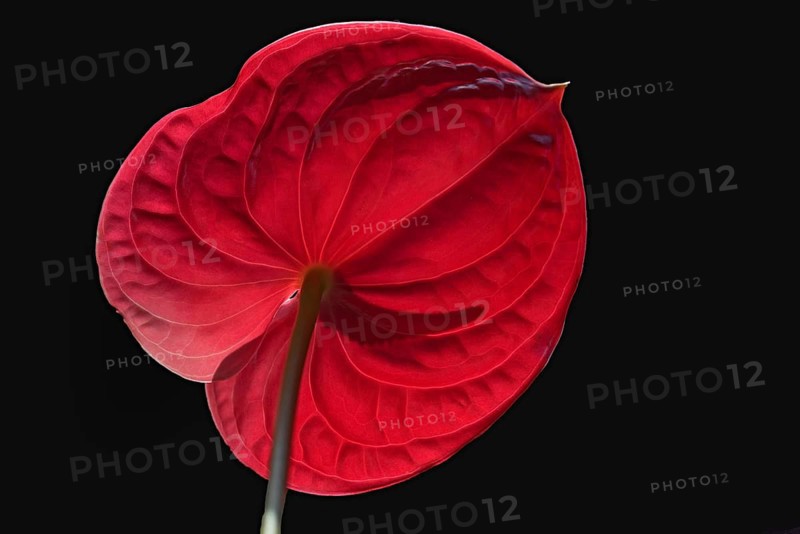 Flower of a large flamingo flower