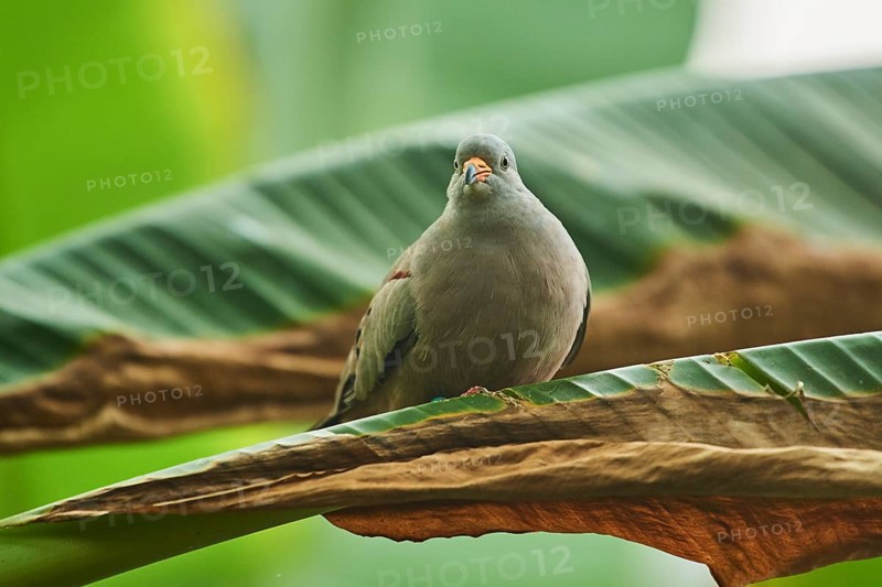 Croaking ground dove