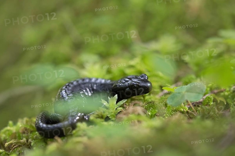 Alpine salamander