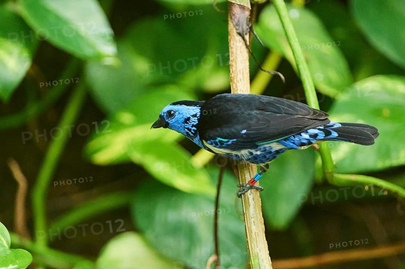 Turquoise tanager