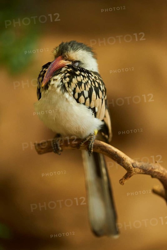 Northern red-billed hornbill