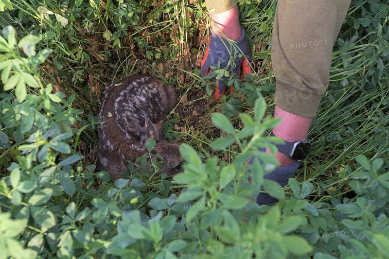 Clutch with fawn