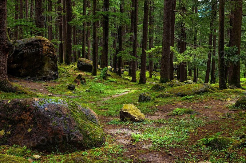 Pine forest with rocks. Manali