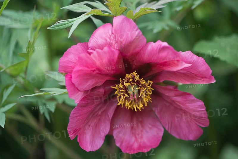Tree peony