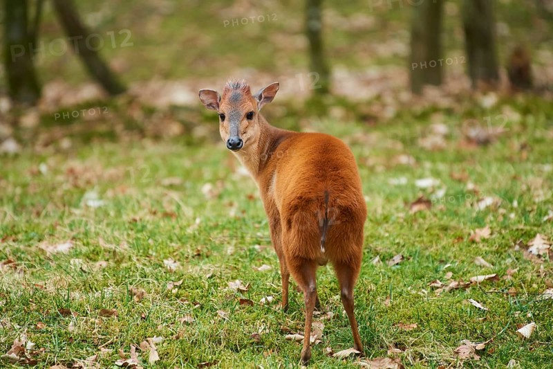Red forest duiker