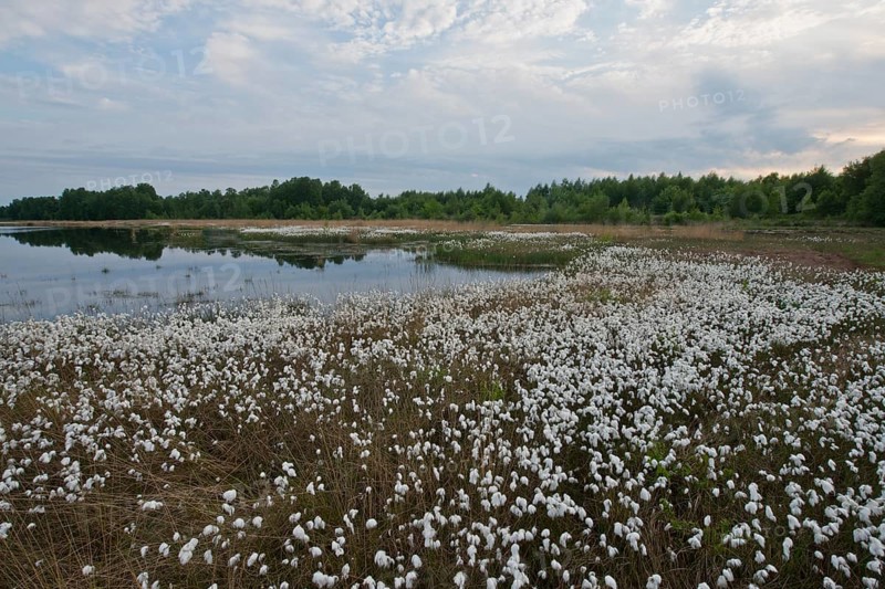 Common cottongrass