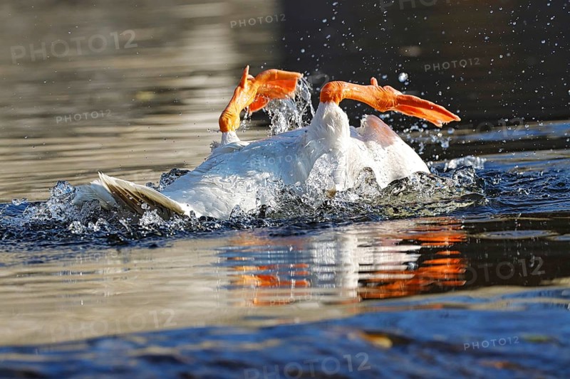 Domestic goose