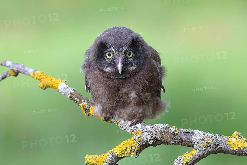 Tengmalm's Owl