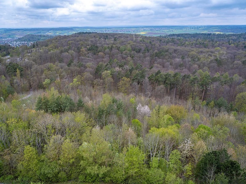 Baeume im Naturpark Schoenbuch bei Herrenberg