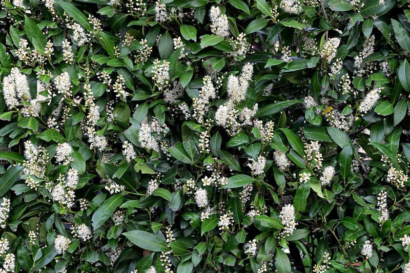Bluehende Kirschlorbeer-Hecke