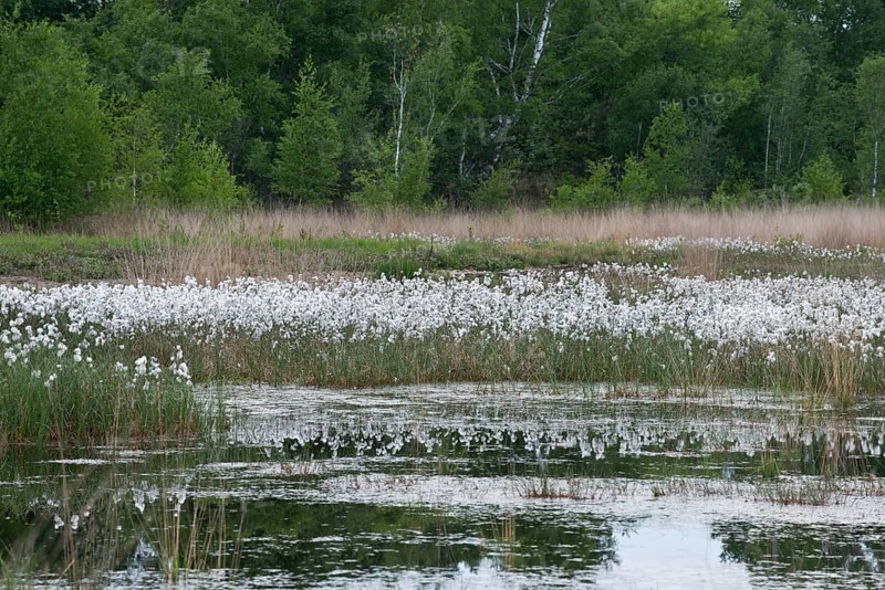 Common cottongrass