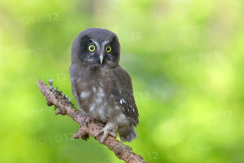 Tengmalm's Owl