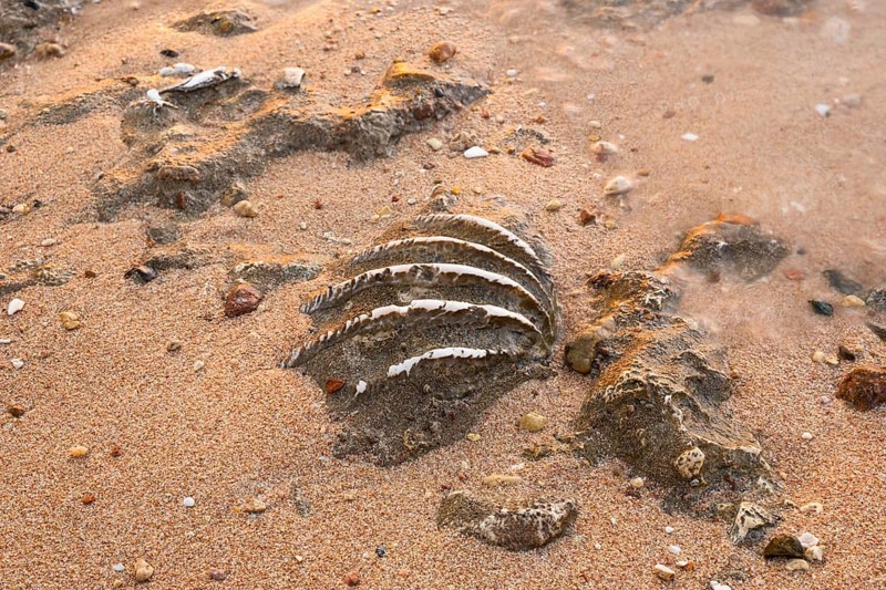Close-up of the fossilized tridacna clam shell on a coral sand beach in the surf zone. Red Sea