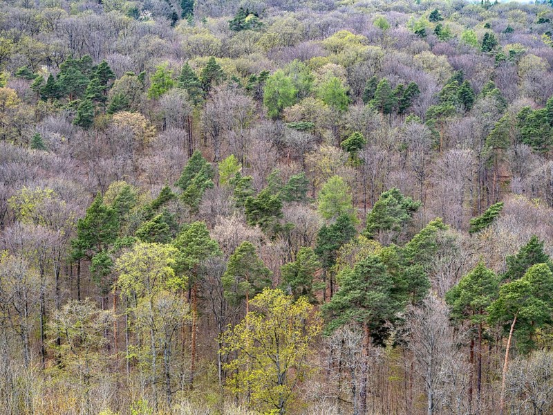 Baeume im Naturpark Schoenbuch bei Herrenberg