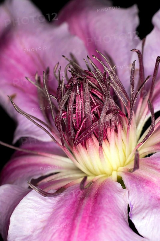 Close-up of a climbing plant