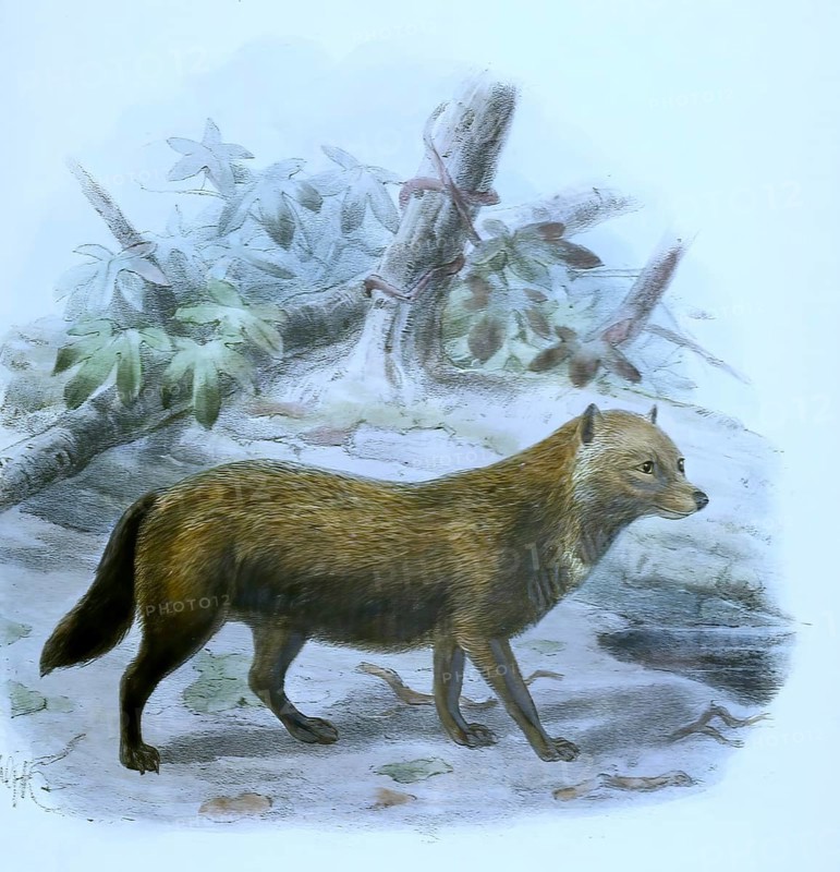 The bush dog