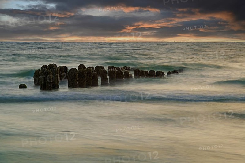 Algae-covered groynes at sunset on the beach of Rantum