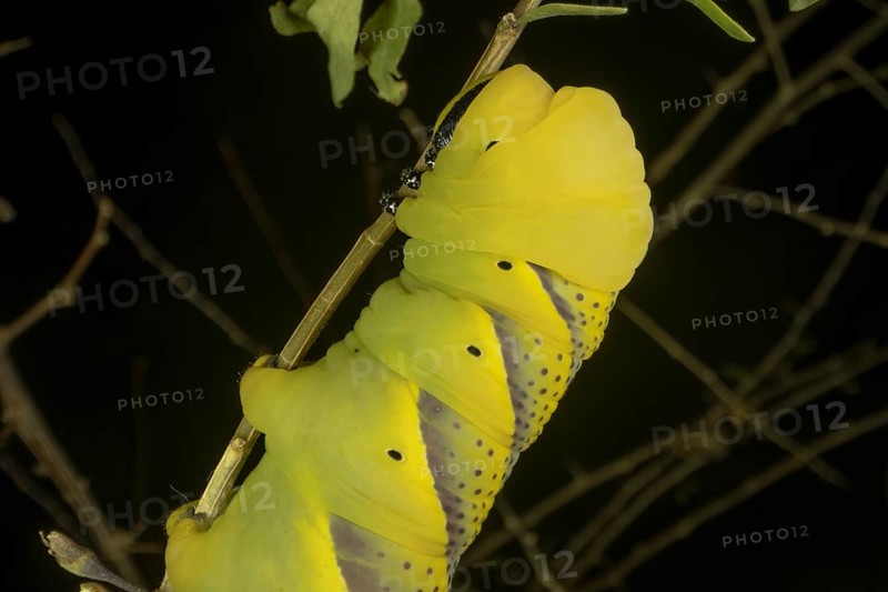 Larva
