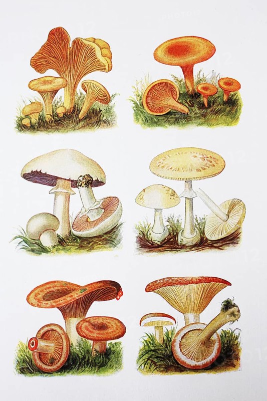 Blaetterpilze