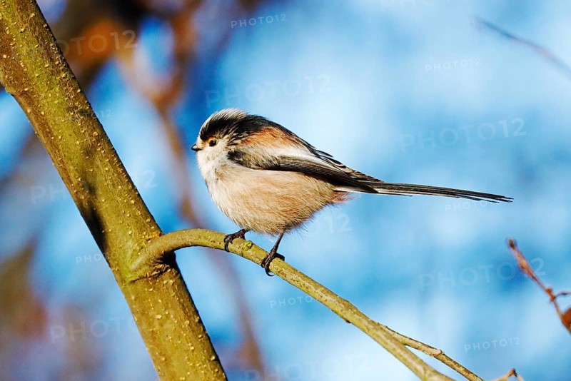 Tail Tit