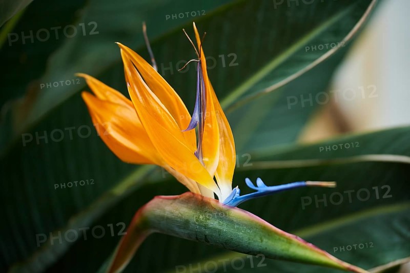 Crane flower