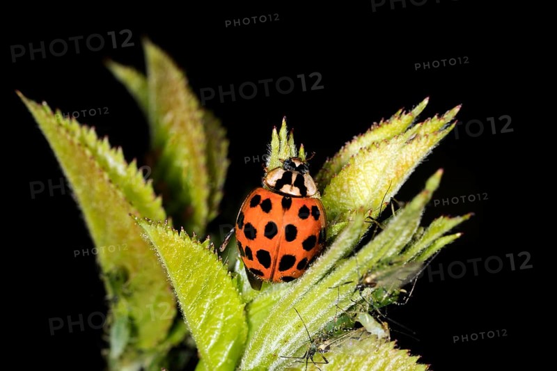 Ladybird